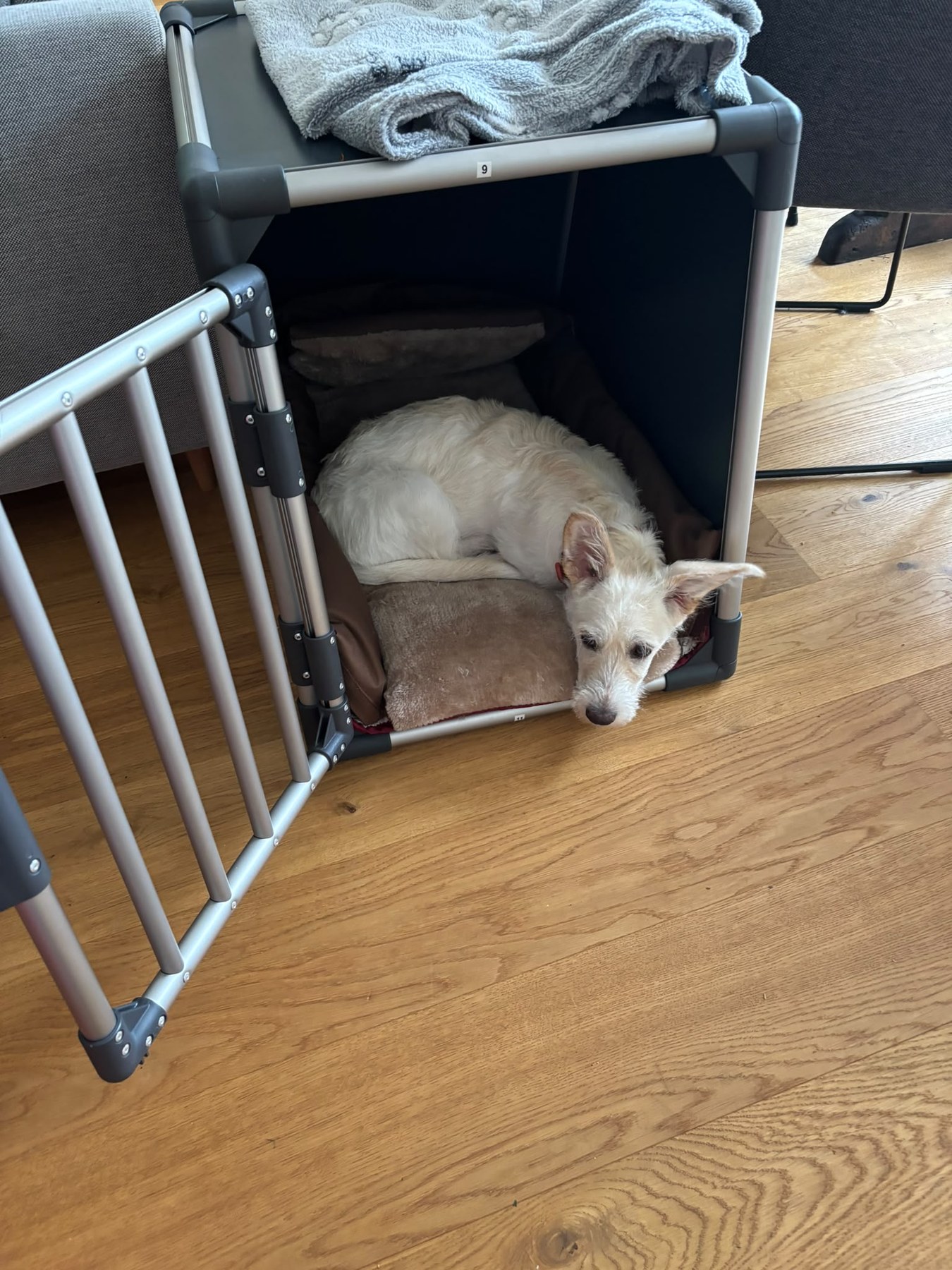 Honey liegt entspannt in der geöffneten Alubox im Wohnzimmer