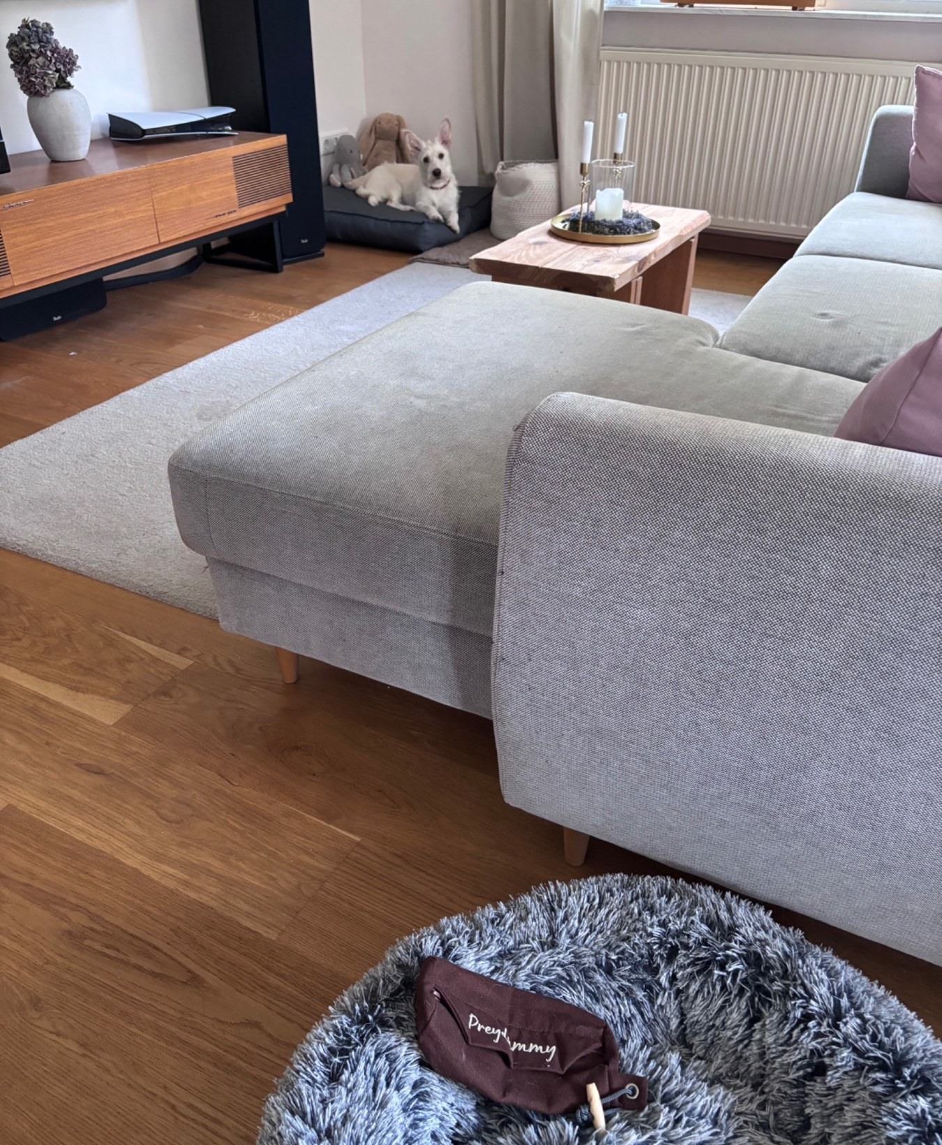 Honey wartet auf ihrer Decke, während der Futterdummy im Wohnzimmer versteckt wird