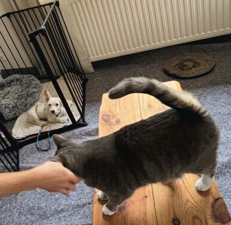 Nala beobachtet Honey in ihrem abgegrenzten Bereich