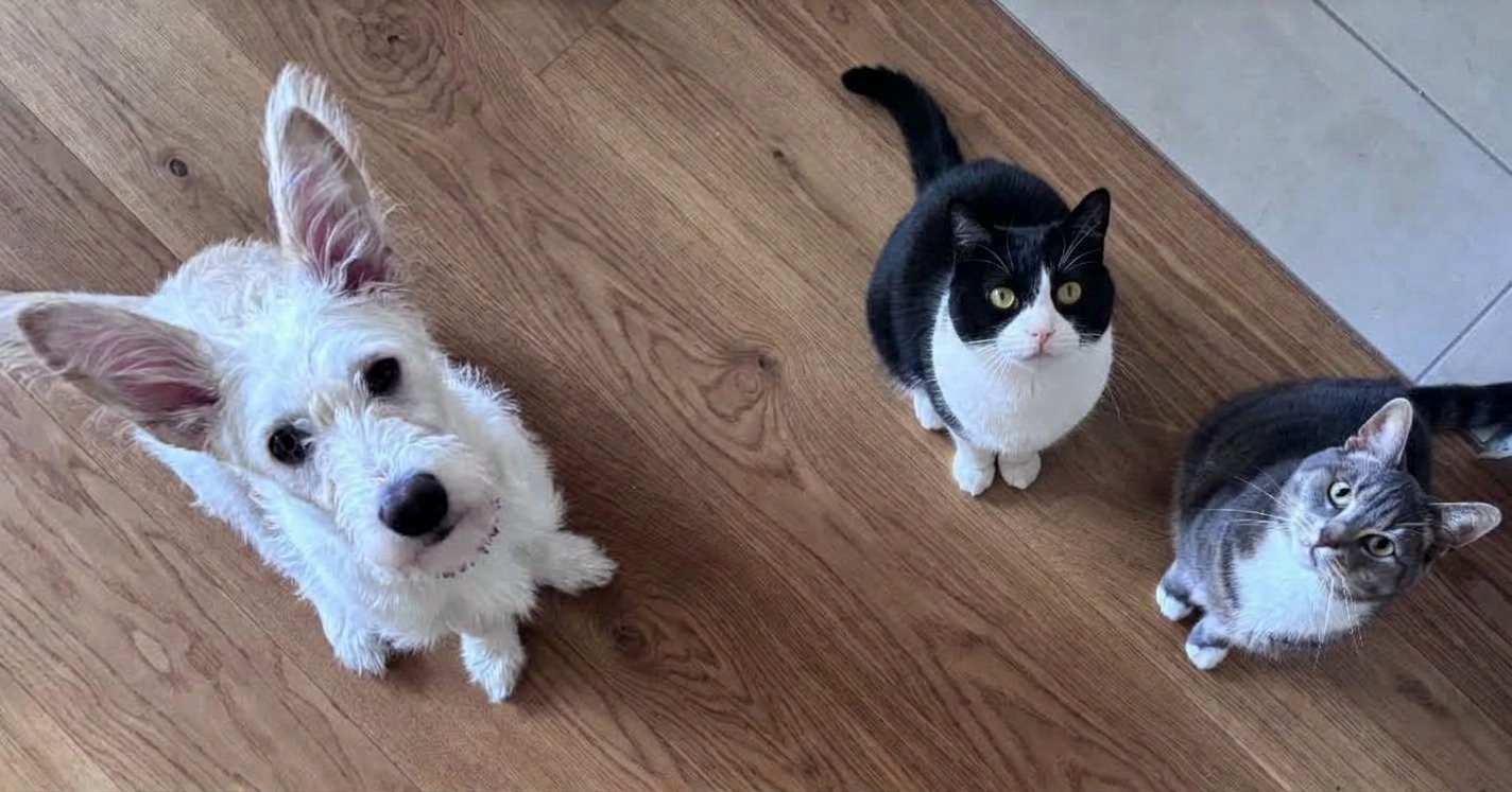 Honey mit Nala und Filou – alle drei schauen gemeinsam in die Kamera