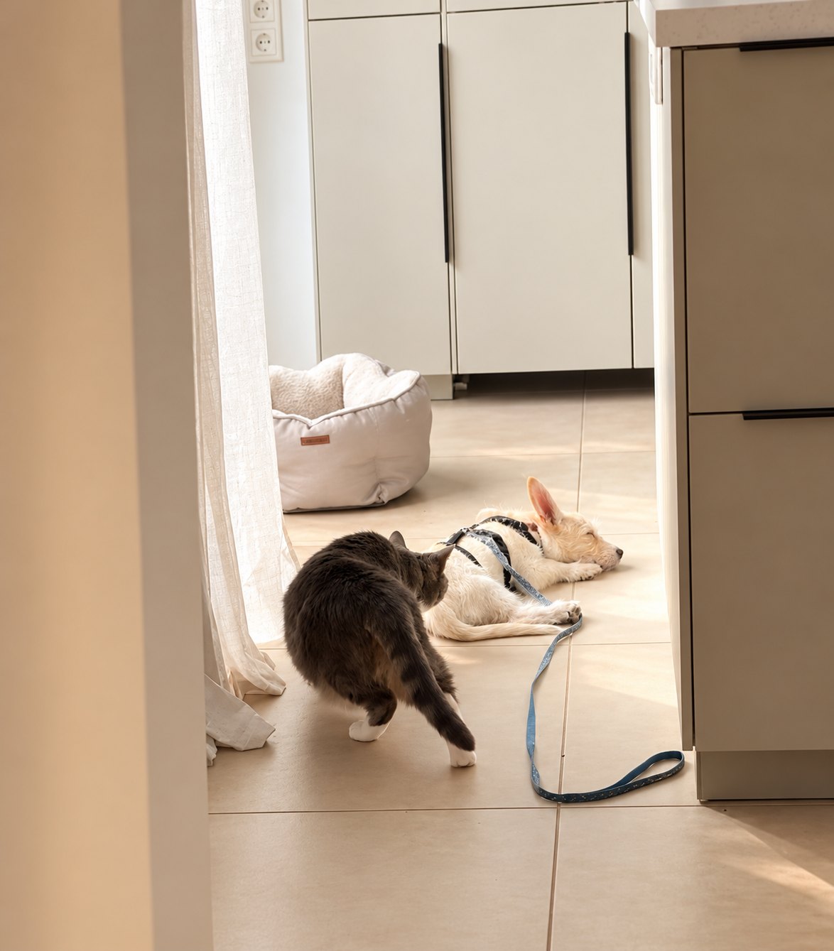 Nala nähert sich der schlafenden Honey in der Küche