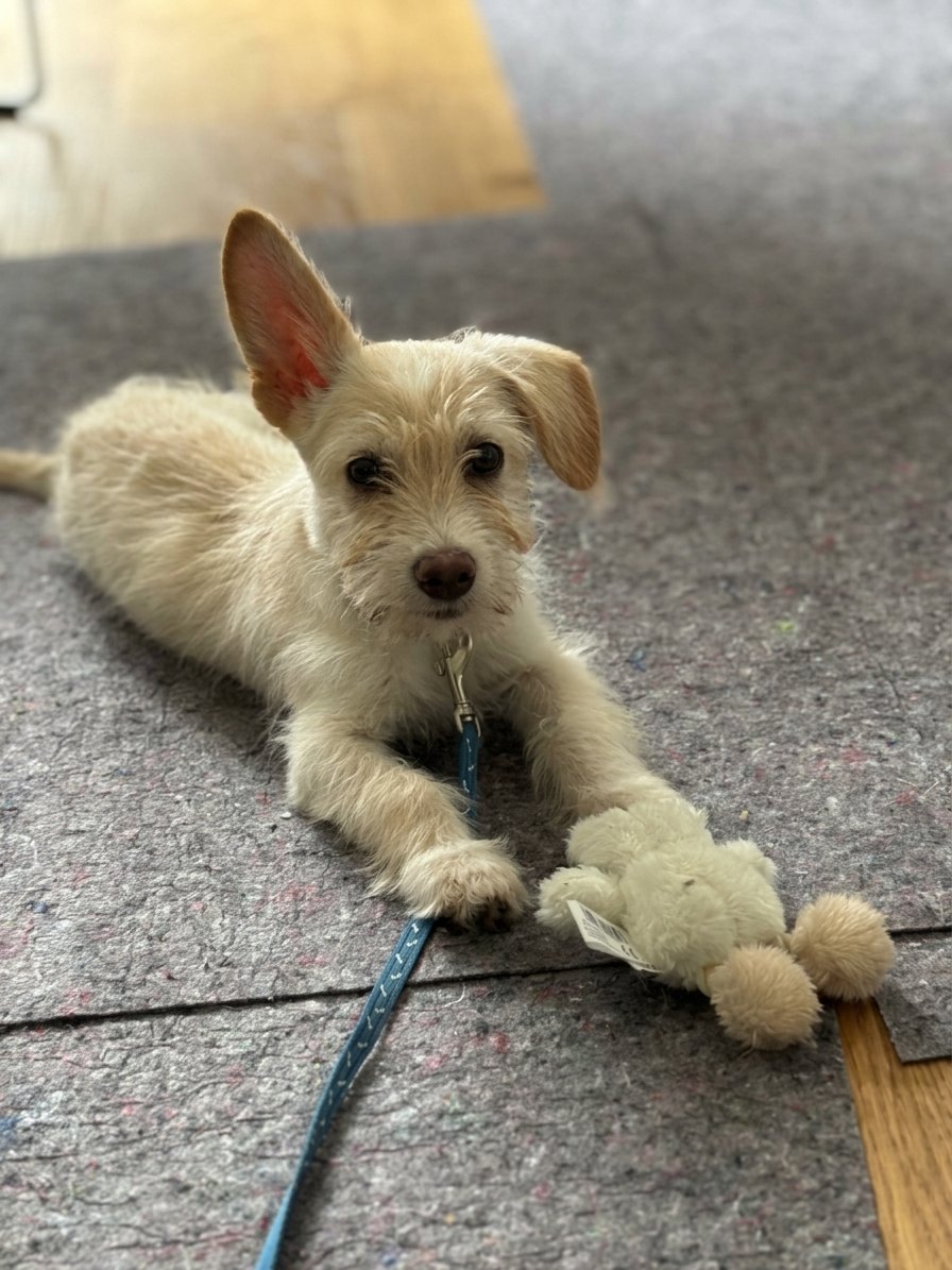 Honey liegt in den ersten Tagen ruhig neben einem kleinen Spielzeug