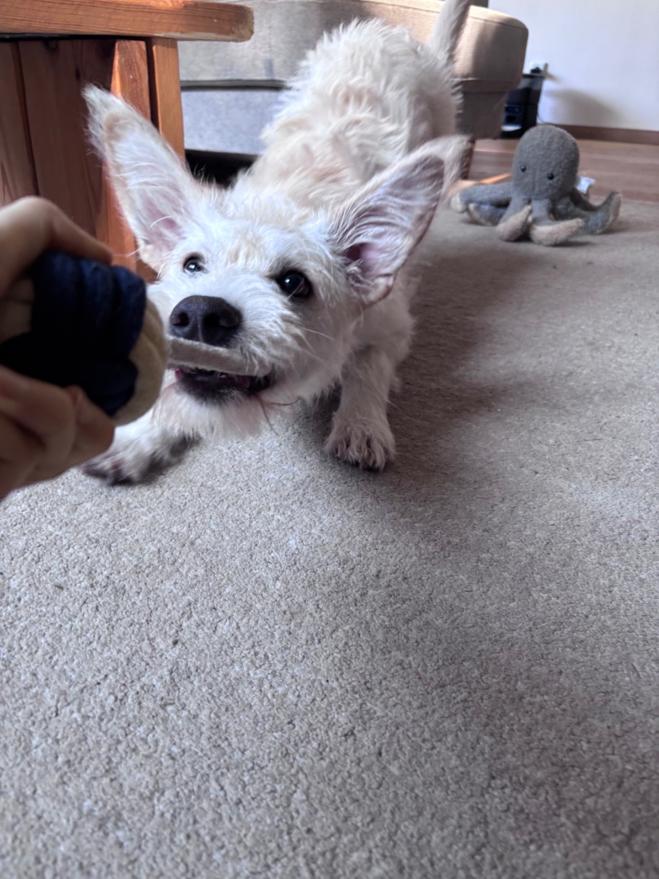 Honey spielt gemeinsam mit mir und zieht aktiv am Zergel