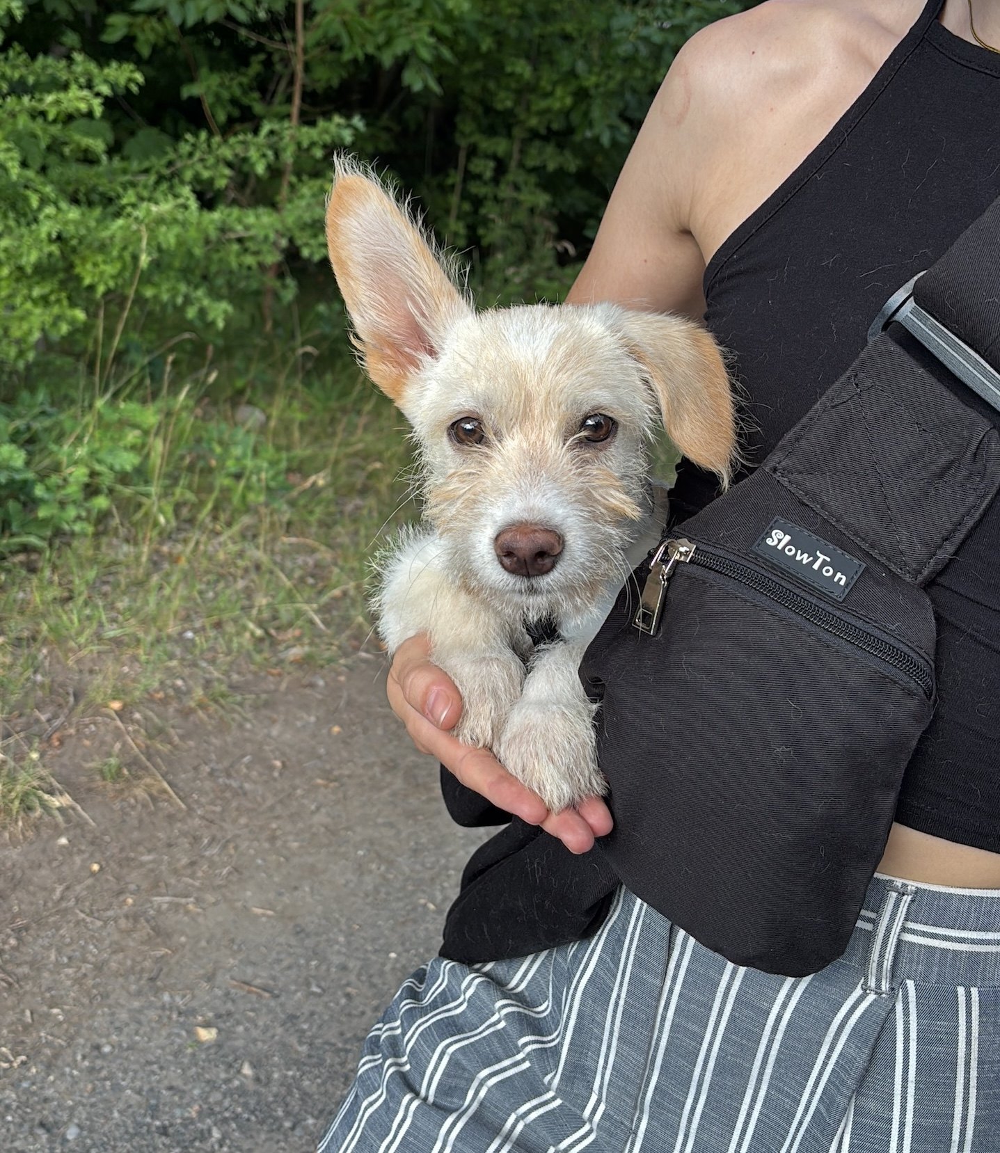 Die noch sehr kleine Honey wird während eines Spaziergangs in einer Tragetasche getragen
