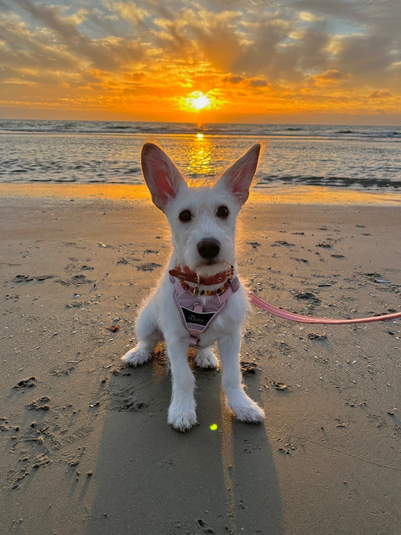 Honey am Strand bei Sonnenuntergang in Dänemark